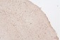Anti-HMGB1 Antibody Picoband™ (monoclonal, 5H3)